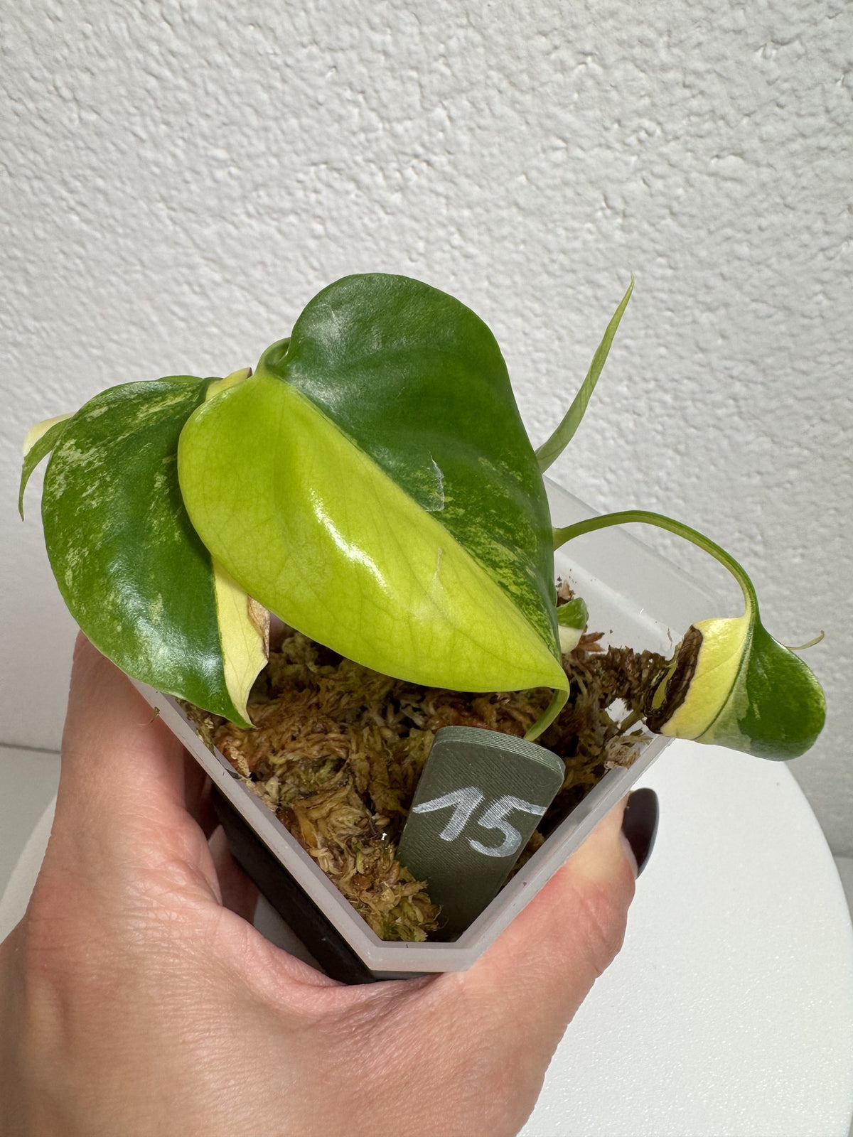 Monstera Deliciosa Aurea (Large Form) Nr. 15 FoxerasPlants