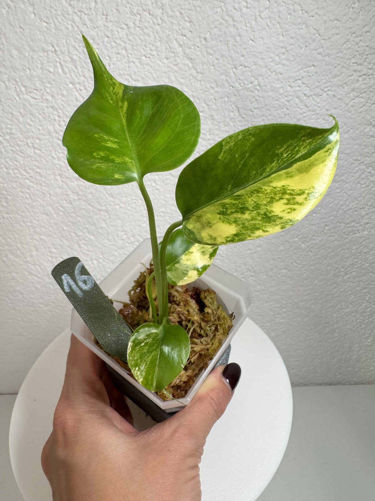Monstera Deliciosa Aurea (Large Form) Nr. 16 FoxerasPlants