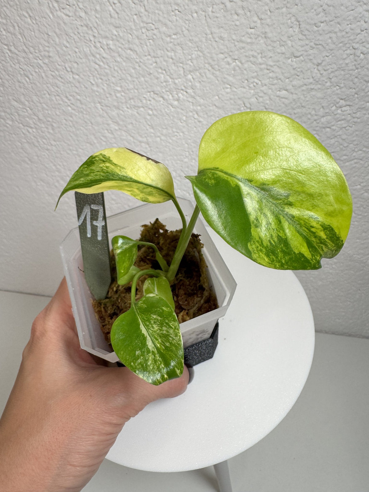 Monstera Deliciosa Aurea (Large Form) Nr. 17 FoxerasPlants