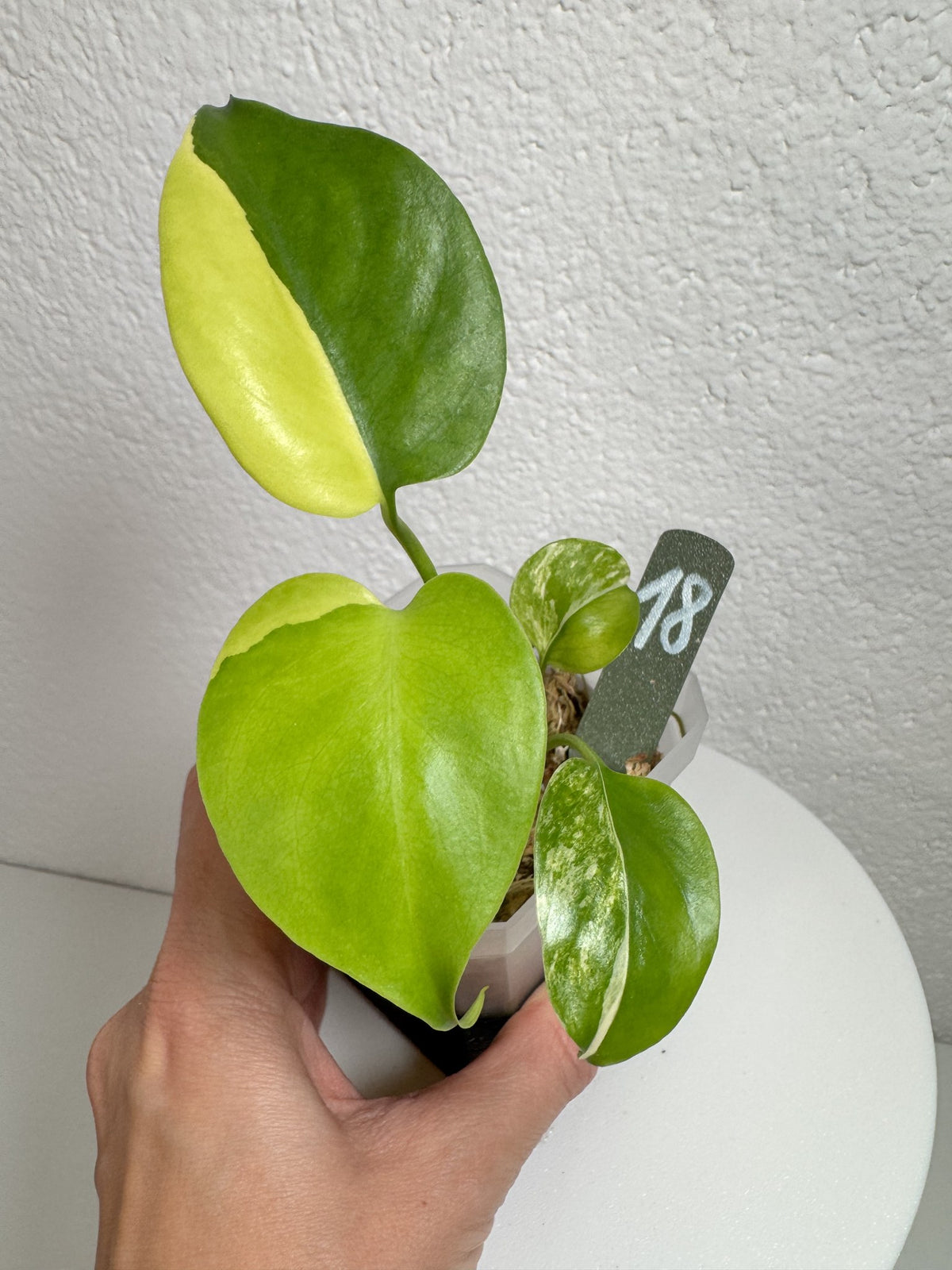 Monstera Deliciosa Aurea (Large Form) Nr. 18 FoxerasPlants