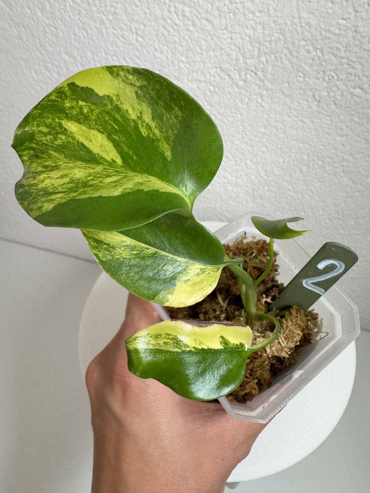 Monstera Deliciosa Aurea (Large Form) Nr. 2 FoxerasPlants