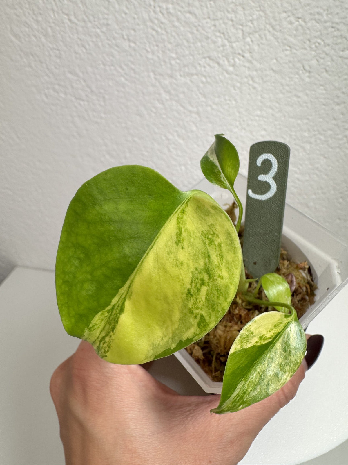 Monstera Deliciosa Aurea (Large Form) Nr. 3 FoxerasPlants