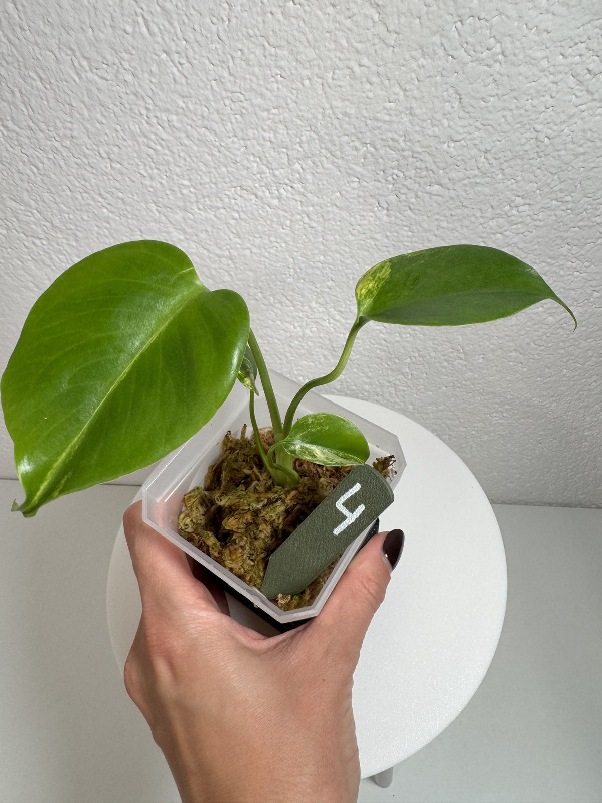 Monstera Deliciosa Aurea (Large Form) Nr. 4 FoxerasPlants
