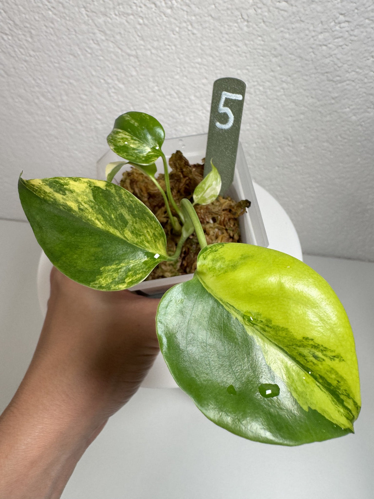 Monstera Deliciosa Aurea (Large Form) Nr. 5 FoxerasPlants