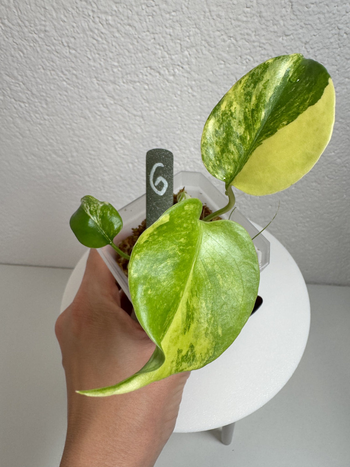 Monstera Deliciosa Aurea (Large Form) Nr. 6 FoxerasPlants