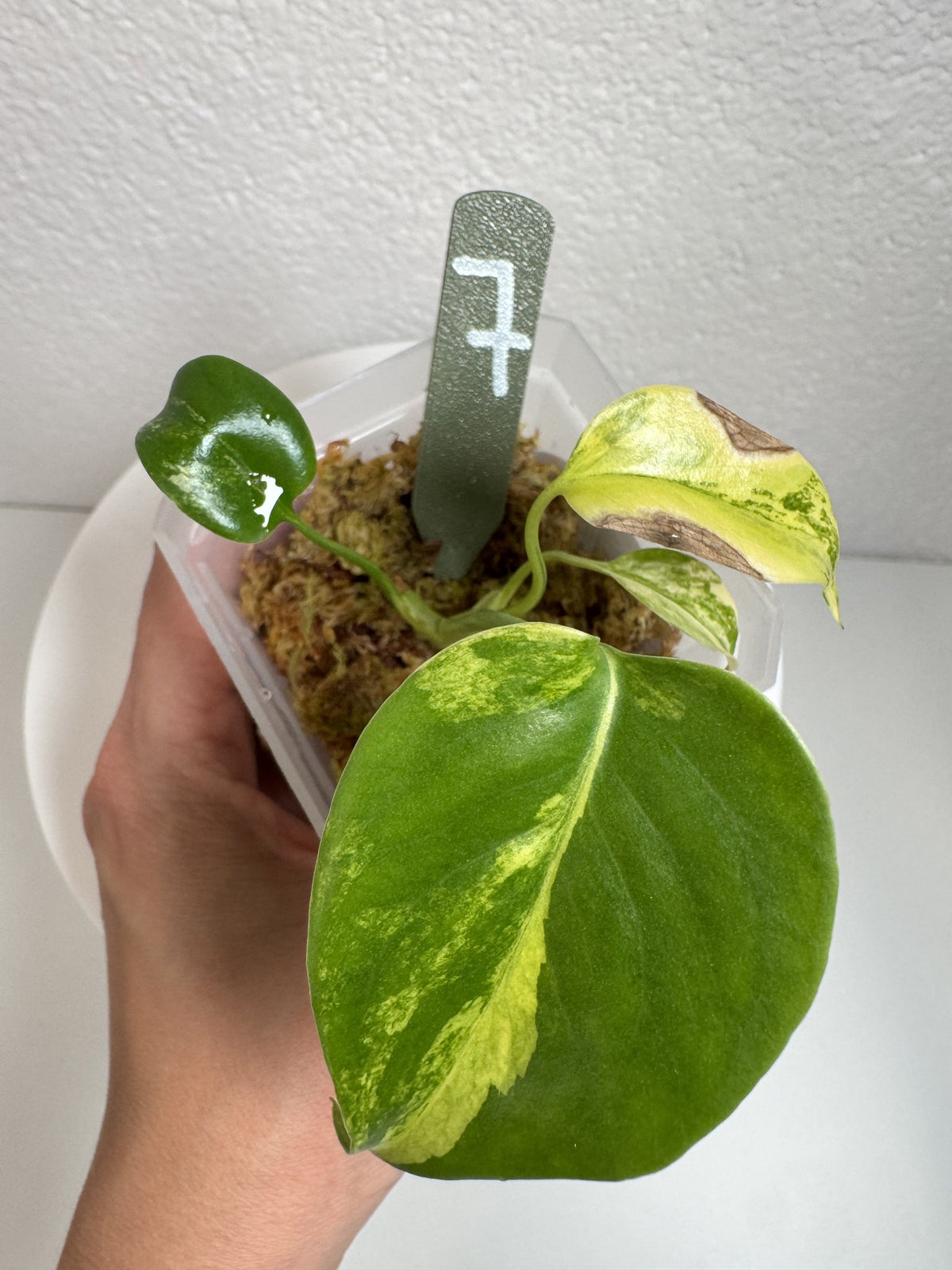 Monstera Deliciosa Aurea (Large Form) Nr. 7 FoxerasPlants