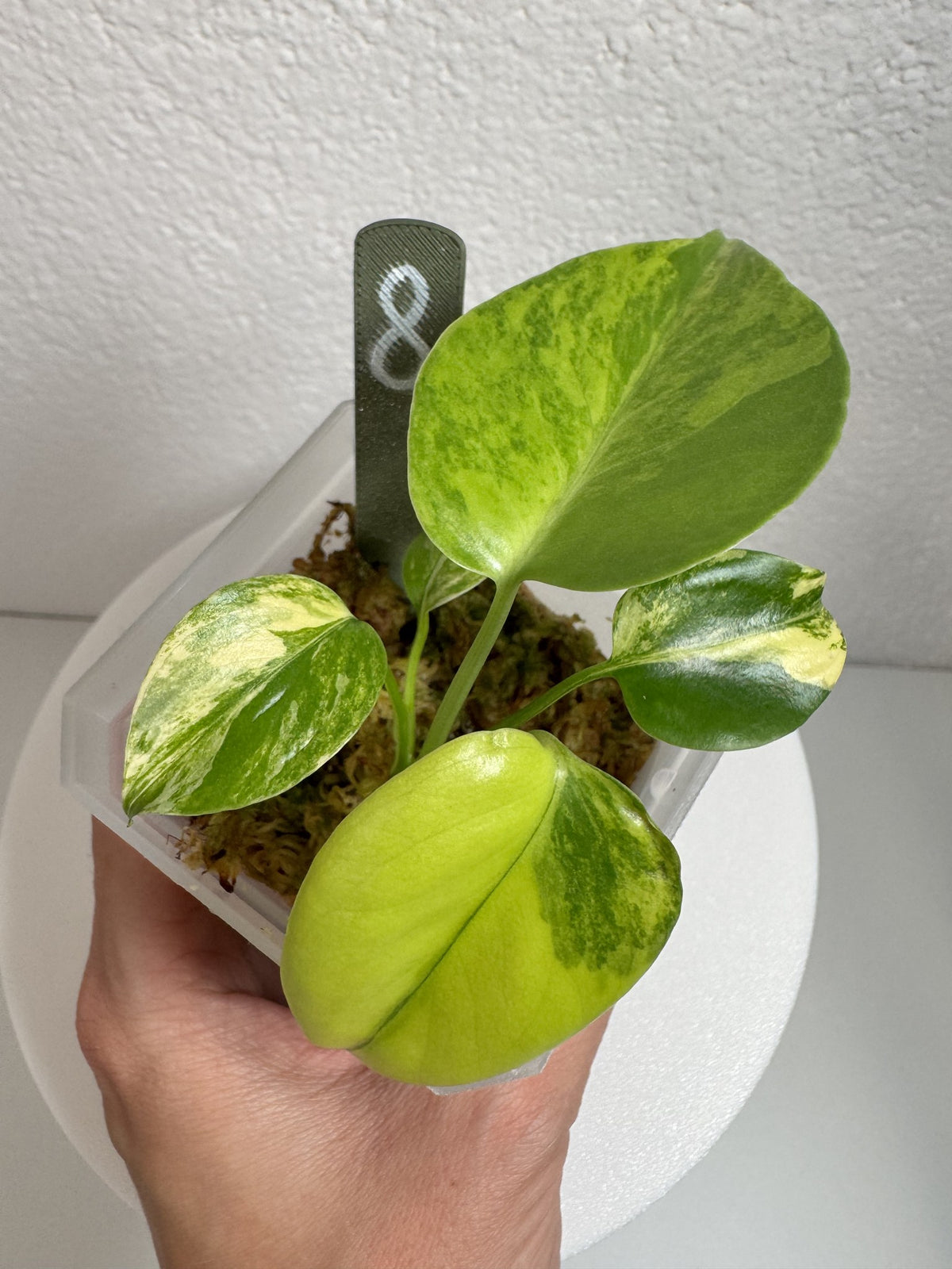 Monstera Deliciosa Aurea (Large Form) Nr. 8 FoxerasPlants