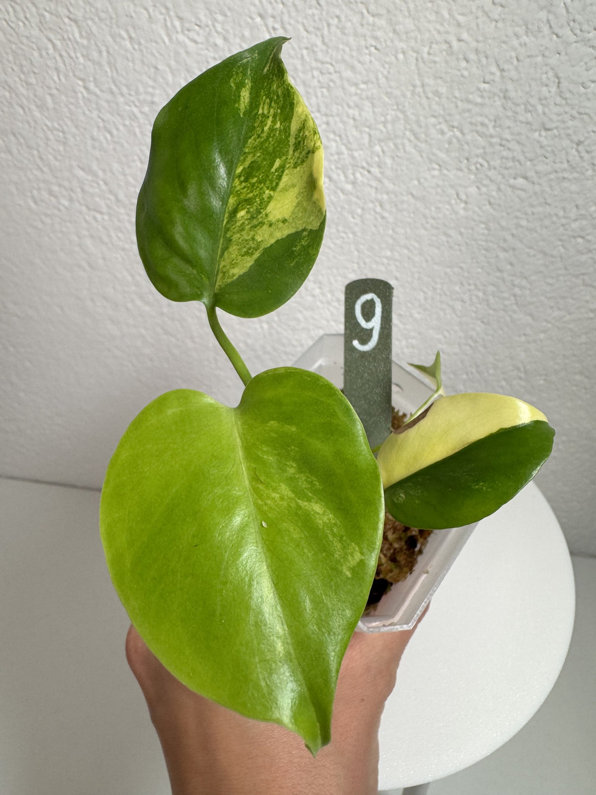 Monstera Deliciosa Aurea (Large Form) Nr. 9 FoxerasPlants