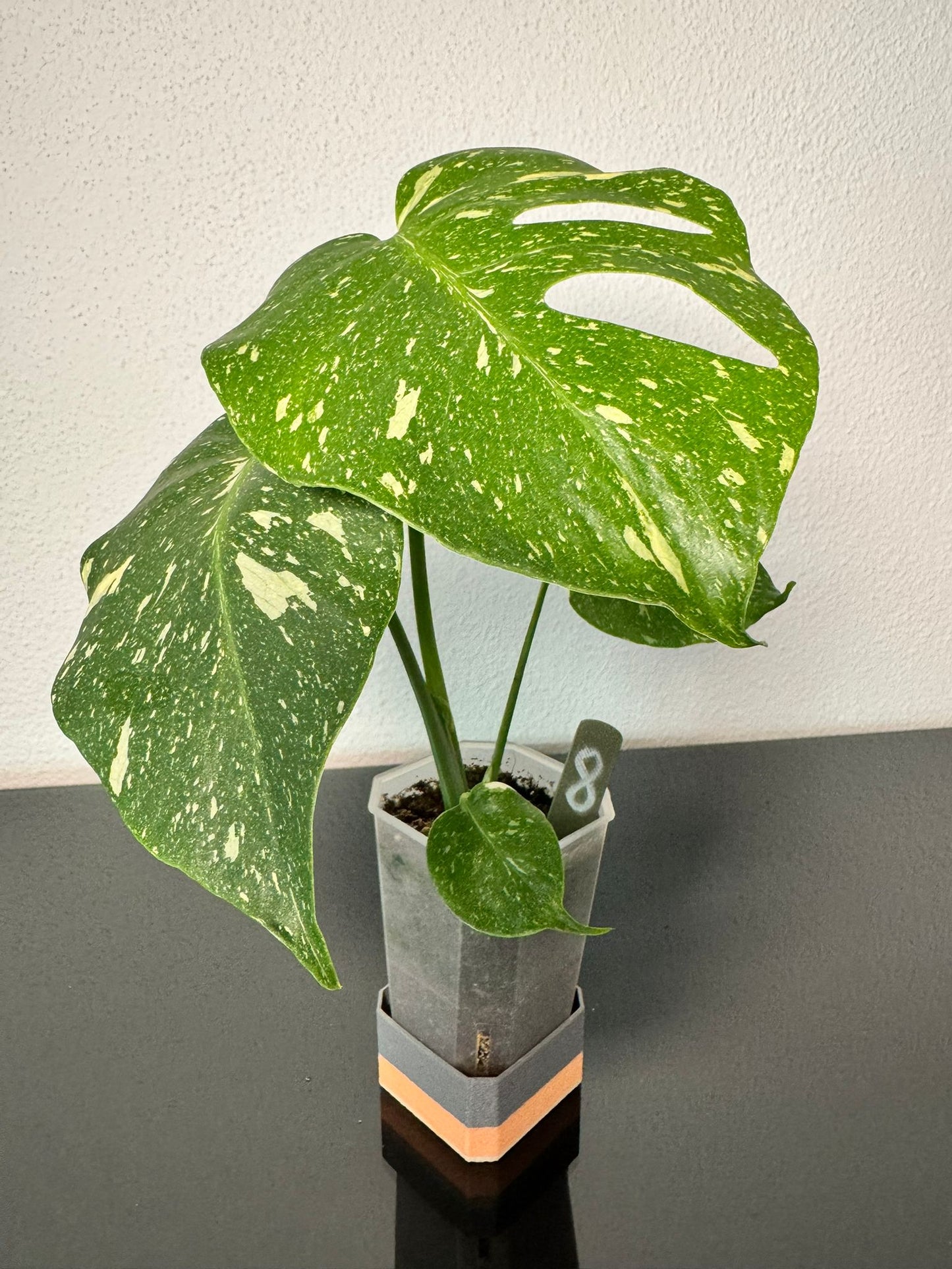 Monstera Thai Constellation High Var FoxerasPlants