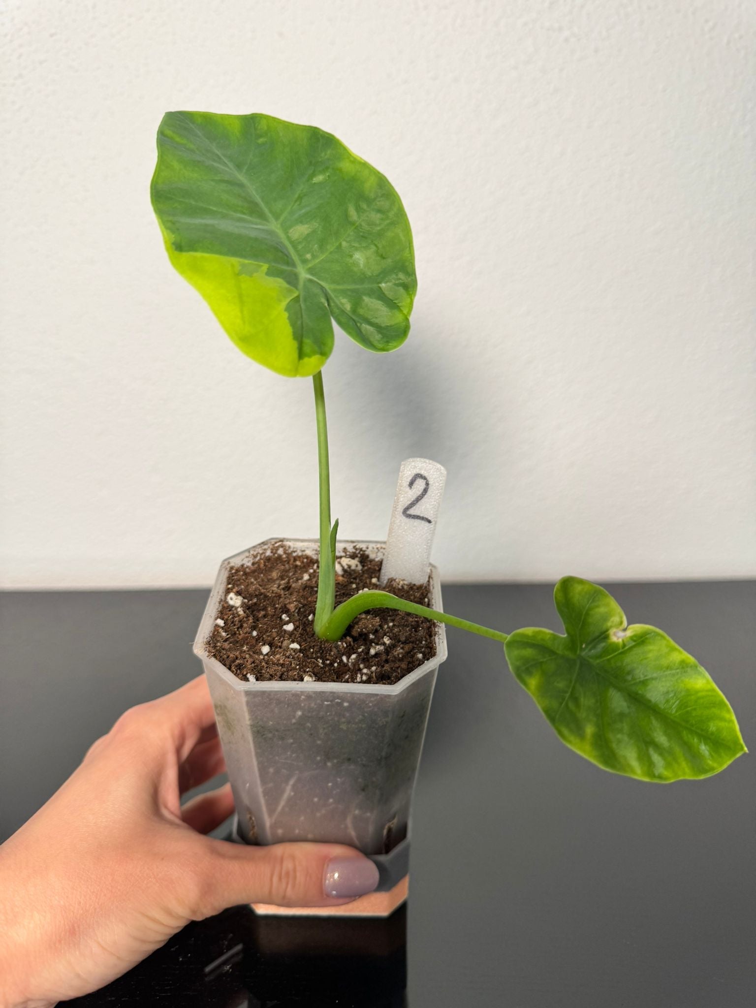 Leucocasia Gigantea Aurea FoxerasPlants