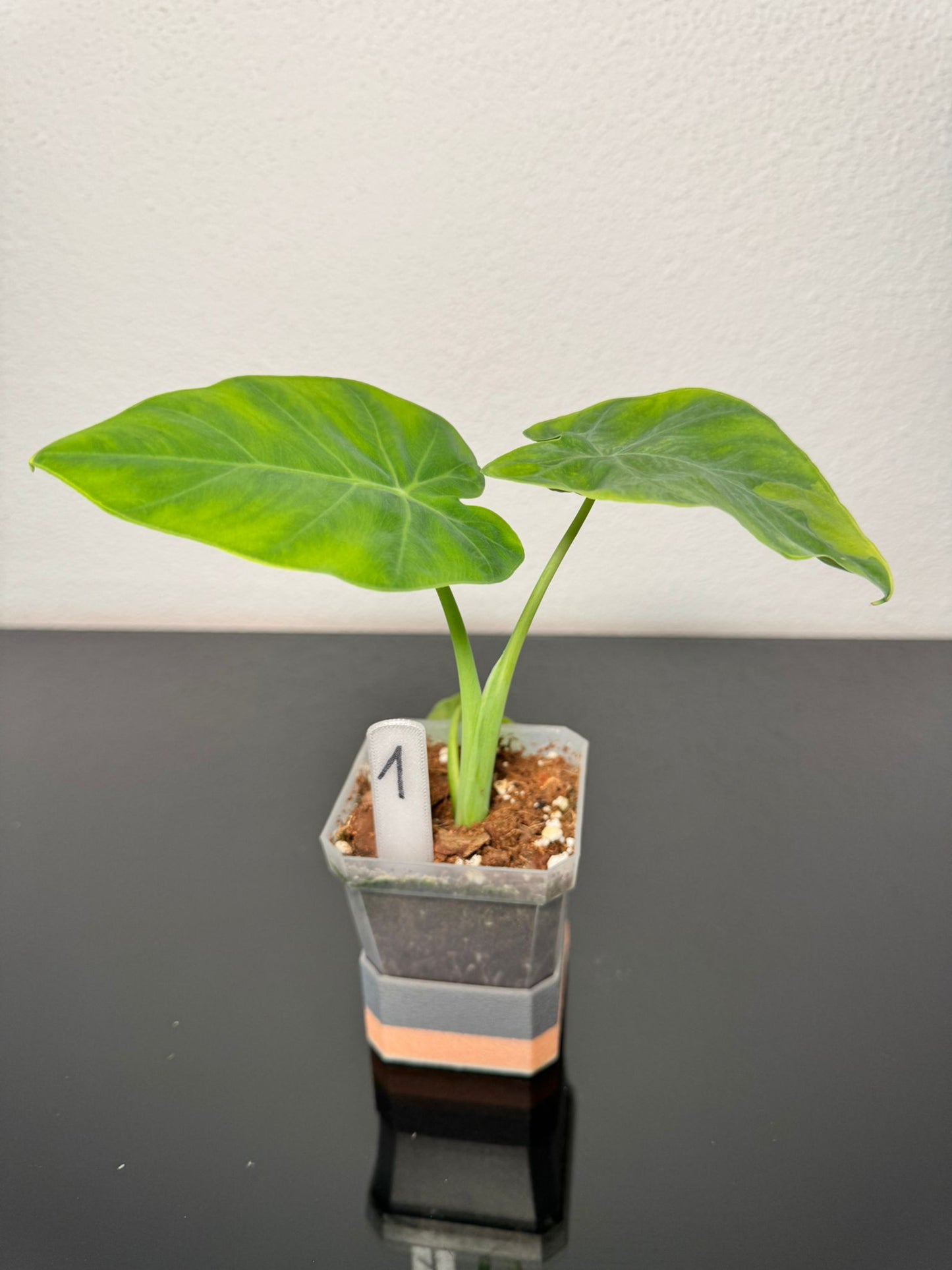 Leucocasia Gigantea Aurea
