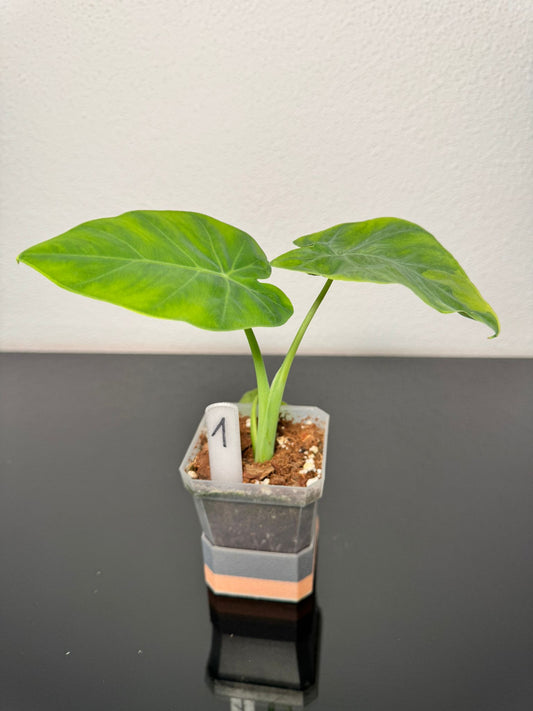 Leucocasia Gigantea Aurea