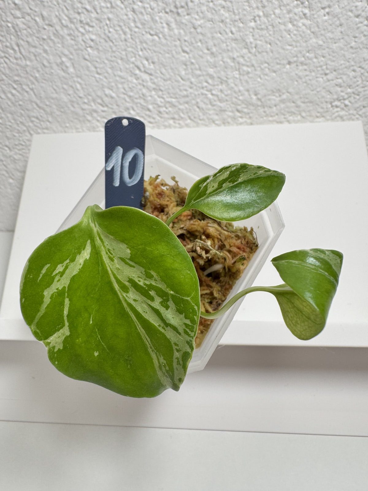Monstera Bulbasaur Nr. 10 FoxerasPlants