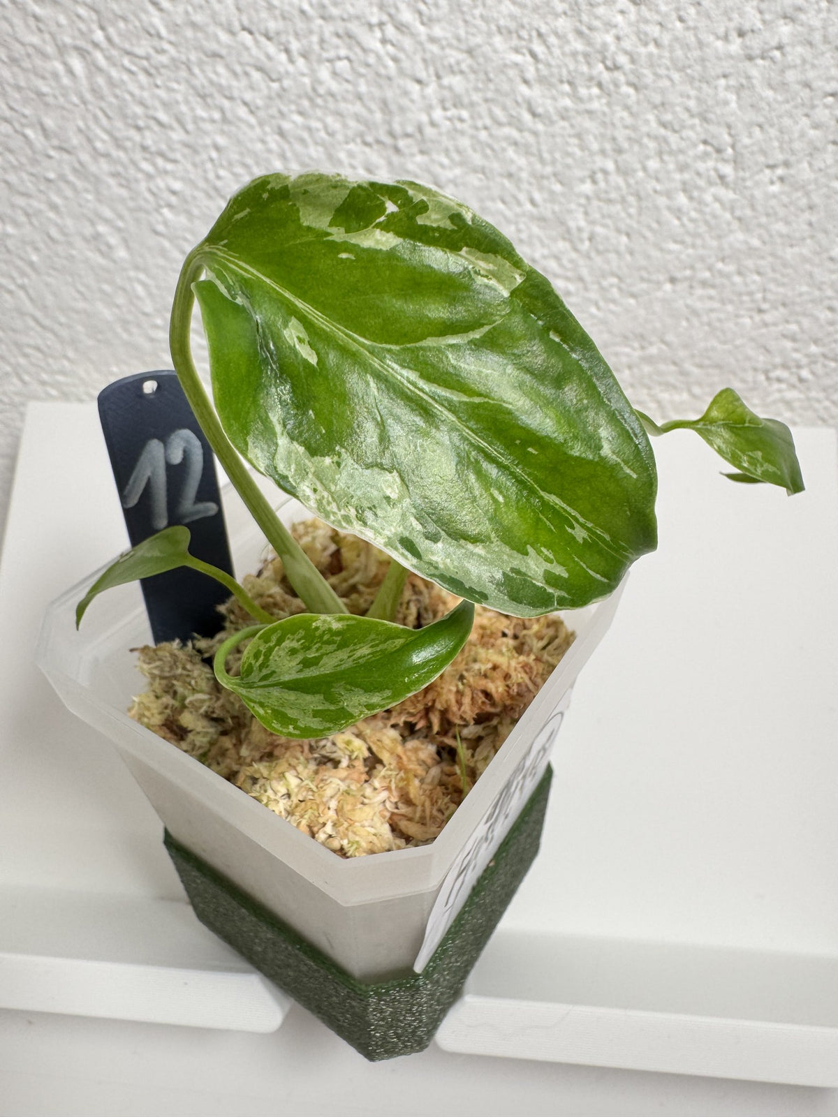 Monstera Bulbasaur Nr. 12 FoxerasPlants