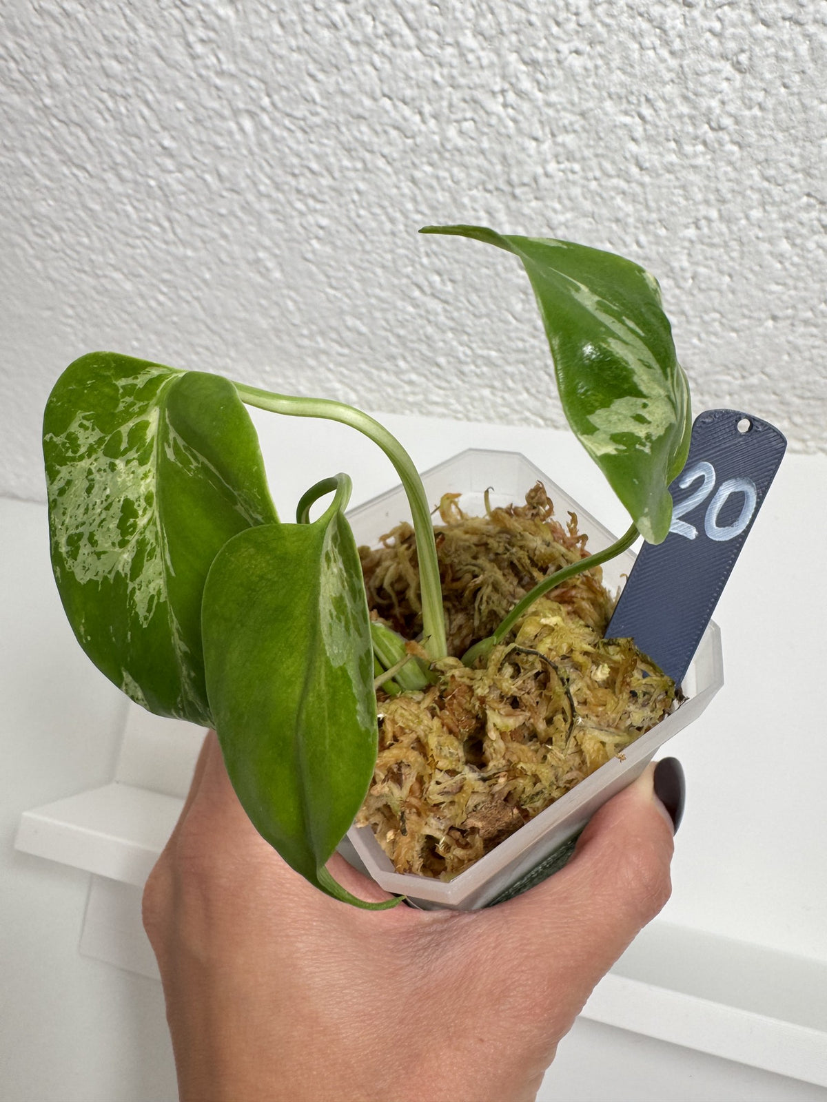Monstera Bulbasaur Nr. 20 FoxerasPlants