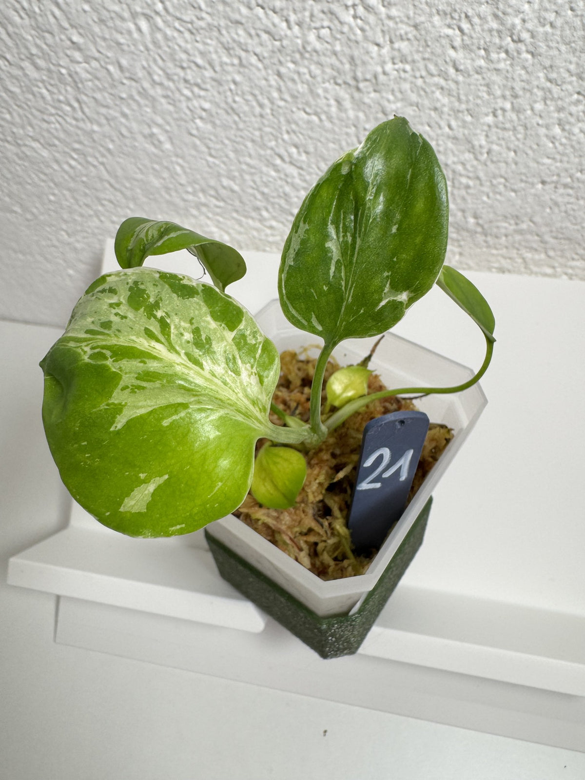 Monstera Bulbasaur Nr. 21 FoxerasPlants