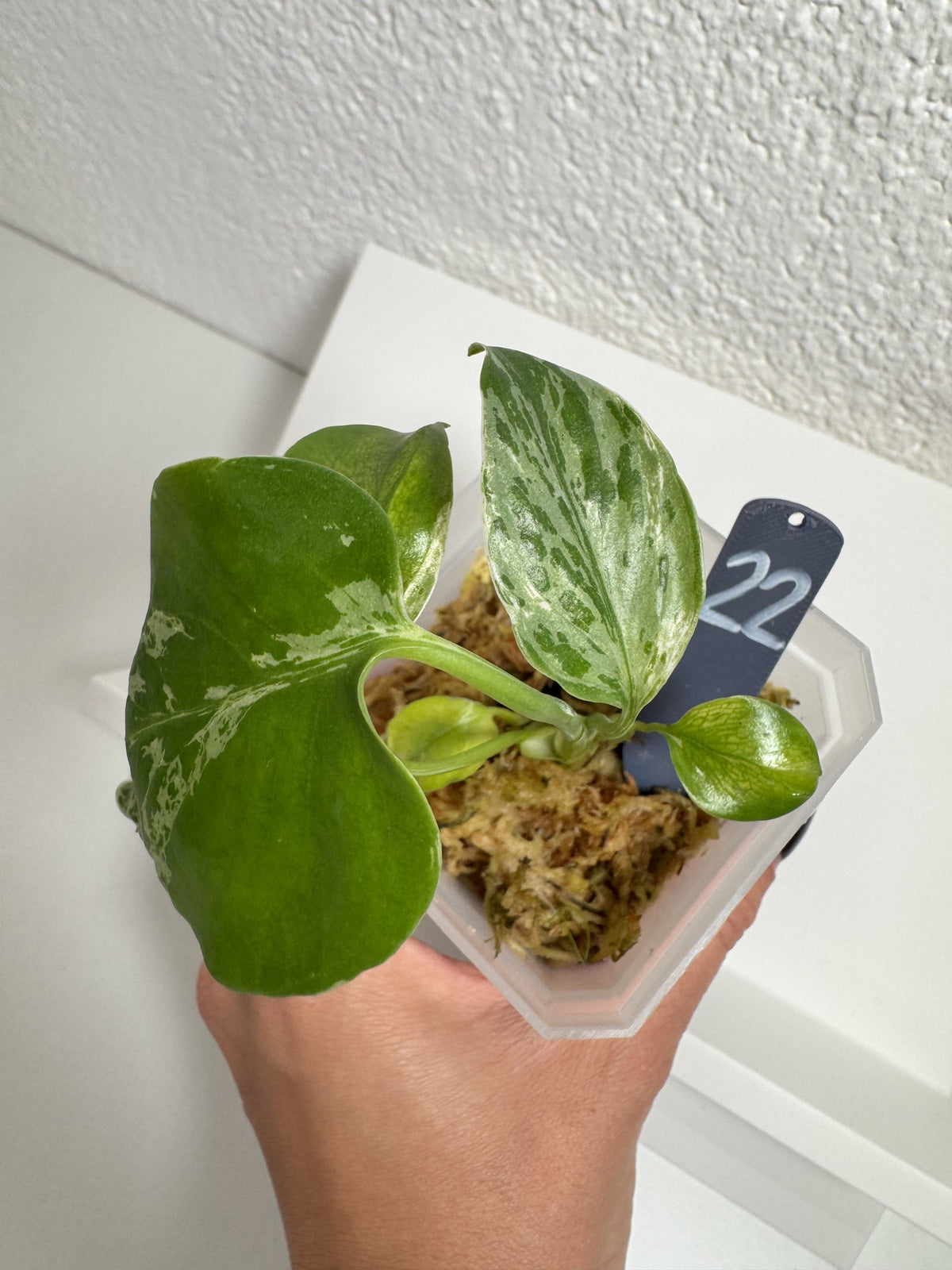 Monstera Bulbasaur Nr. 22 FoxerasPlants