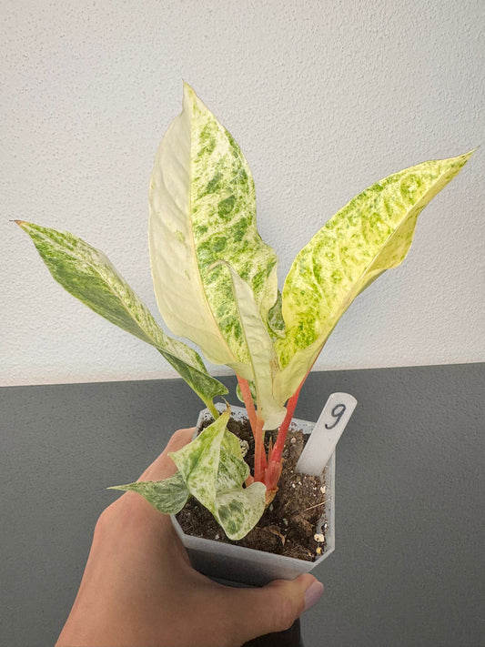 Anthurium Hookeri Variegata