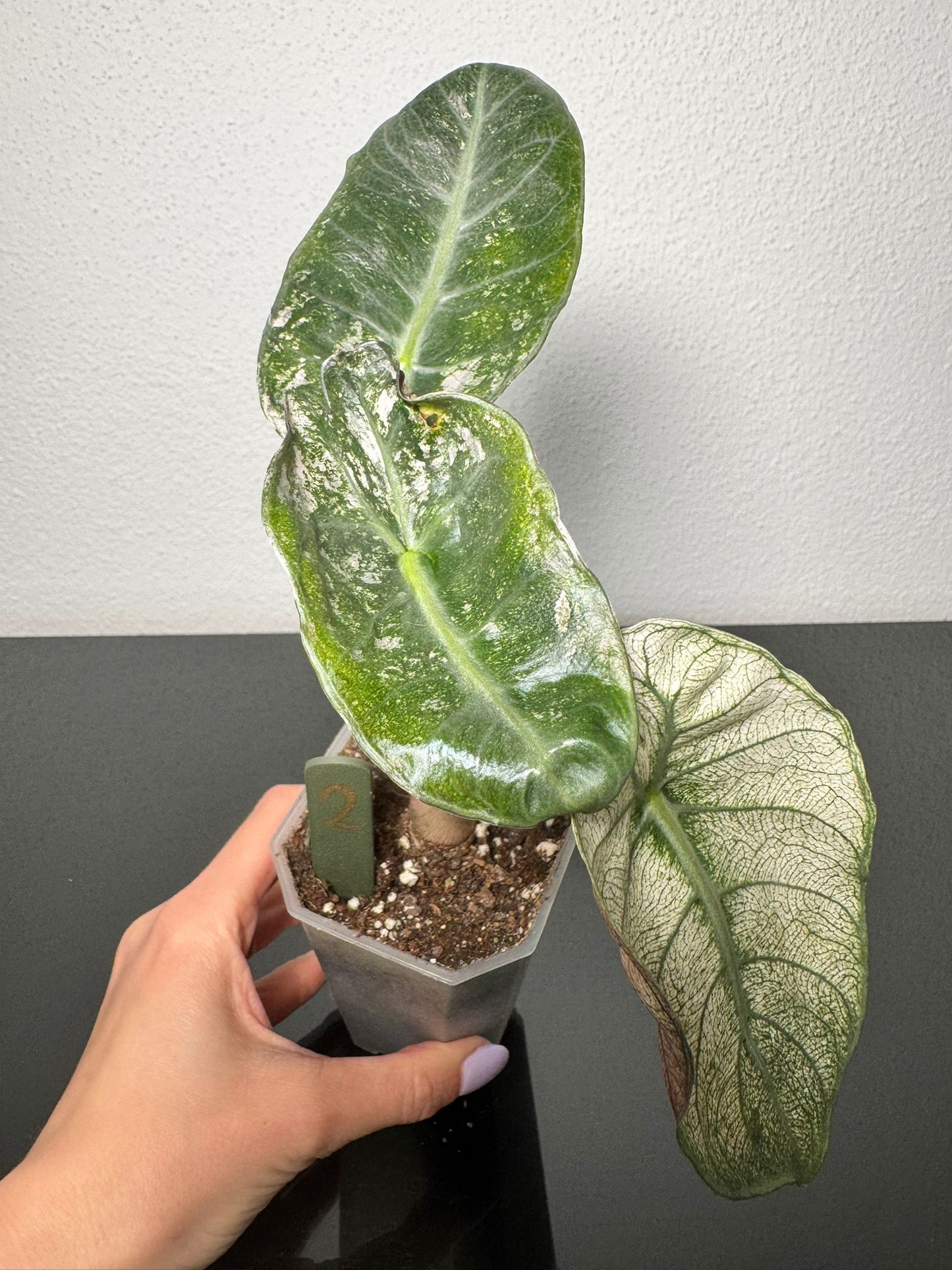 Alocasia Pink Dragon Mint