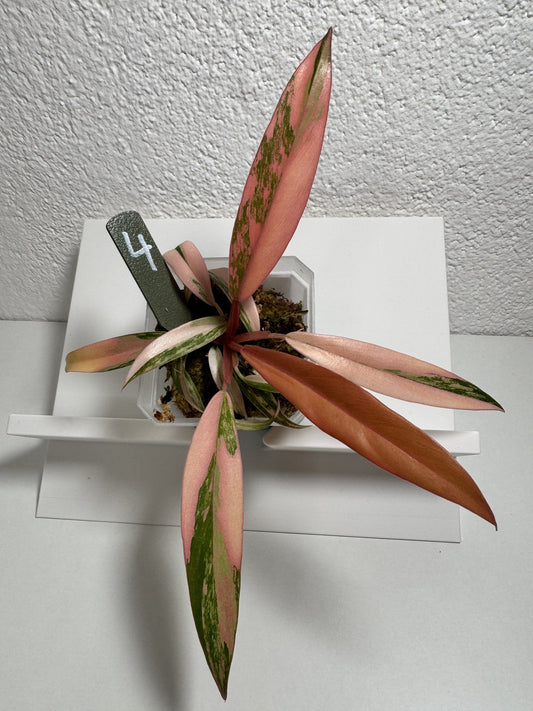 Philodendron Caramel Marble Nr. 4 FoxerasPlants
