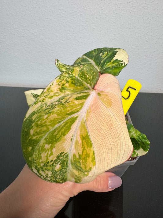 Philodendron Gloriosum Variegata