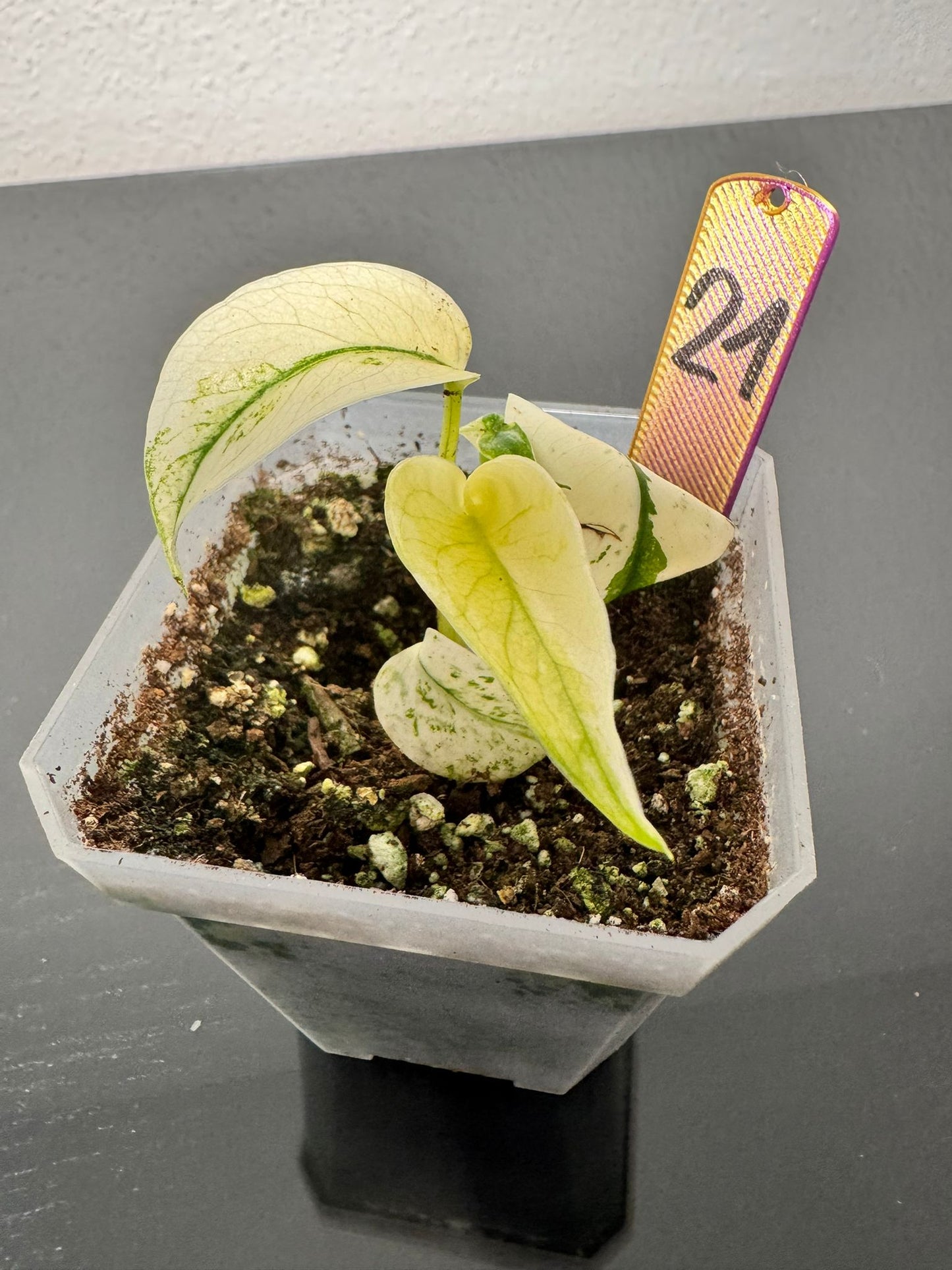 Monstera White Monster