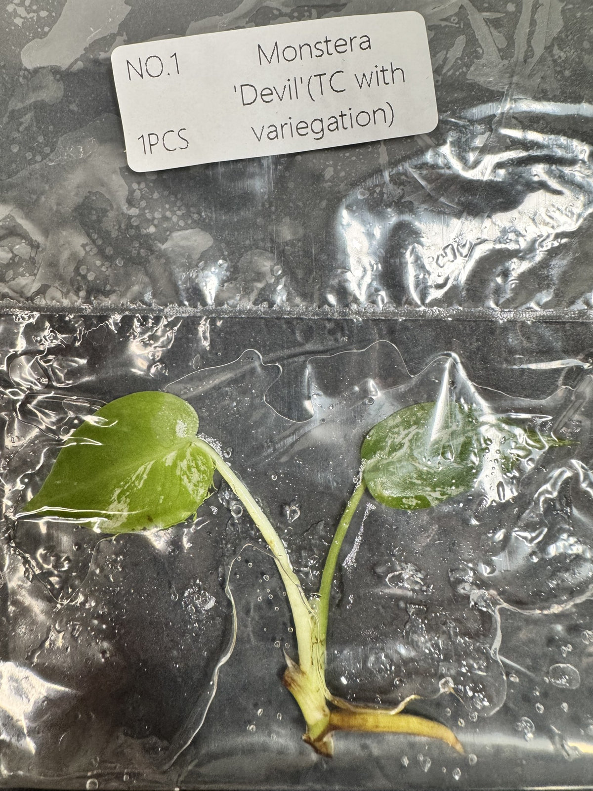 Monstera Devil Nr. 1 FoxerasPlants