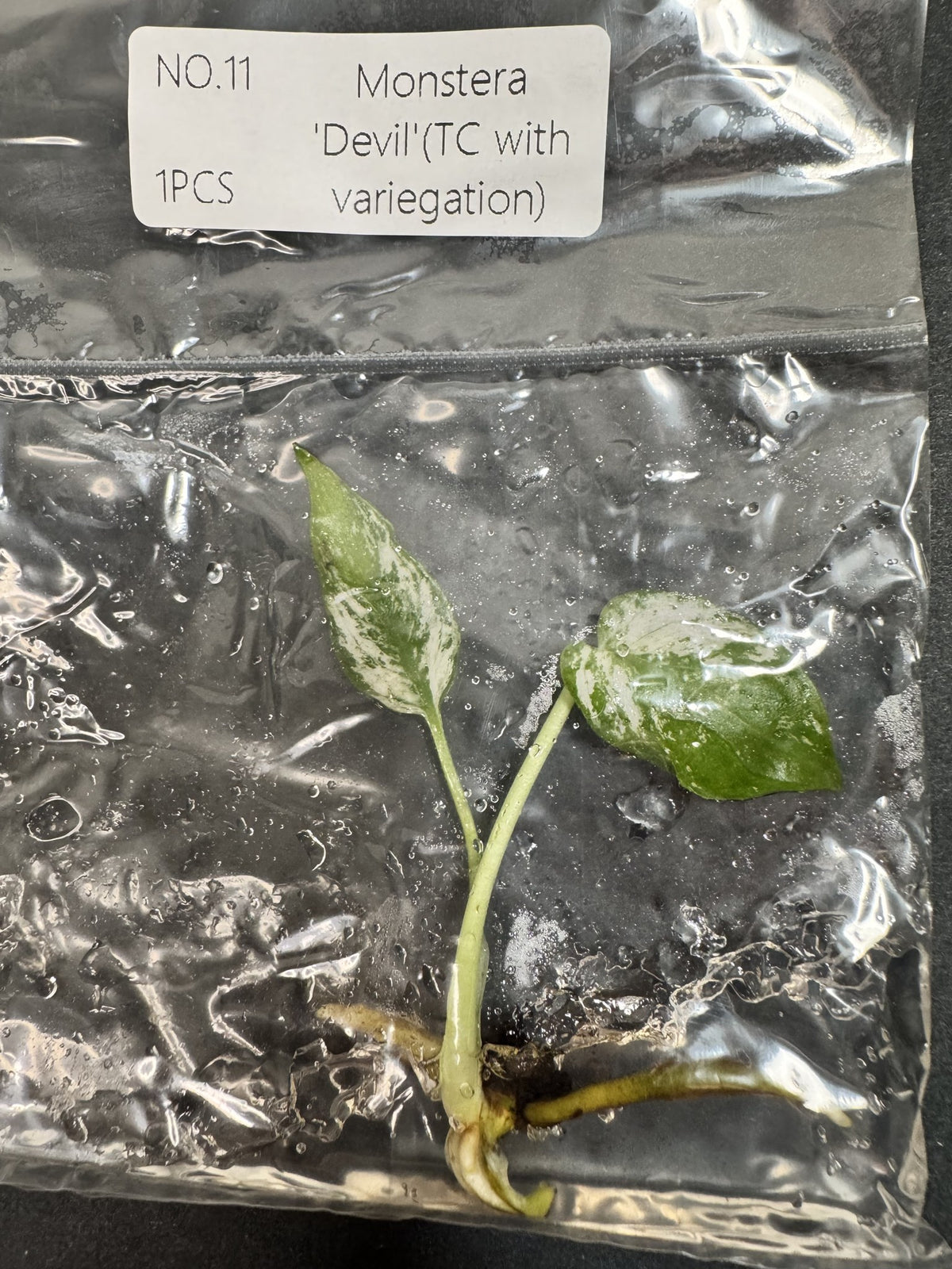 Monstera Devil Nr. 11 FoxerasPlants