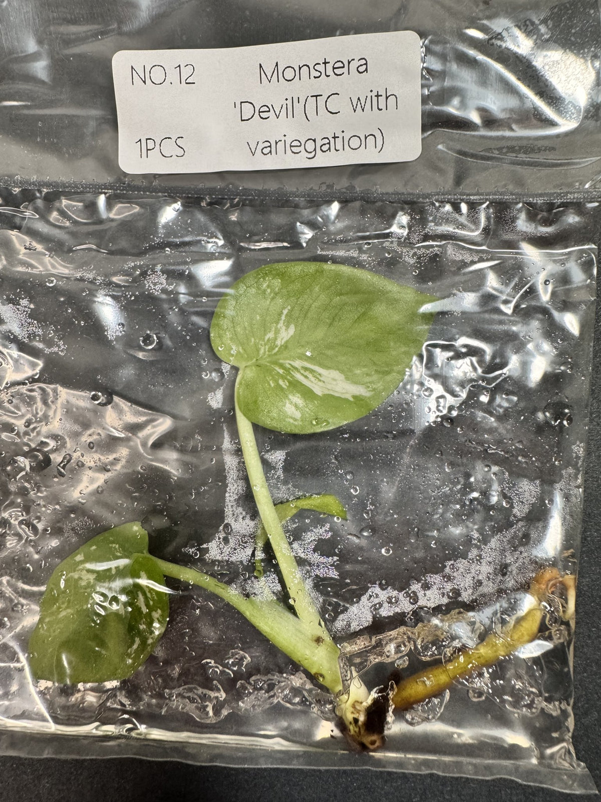 Monstera Devil Nr. 12 FoxerasPlants