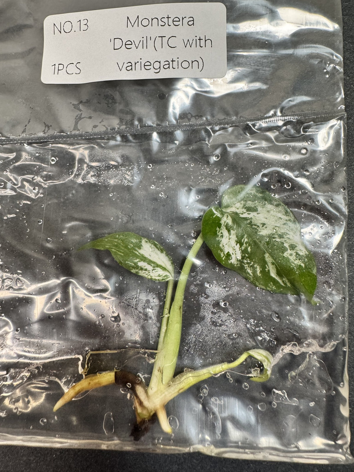 Monstera Devil Nr. 13 FoxerasPlants