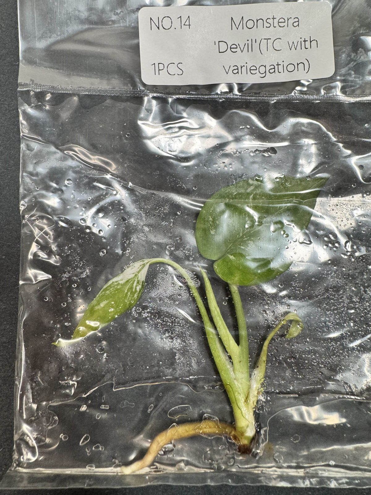 Monstera Devil Nr. 14 FoxerasPlants