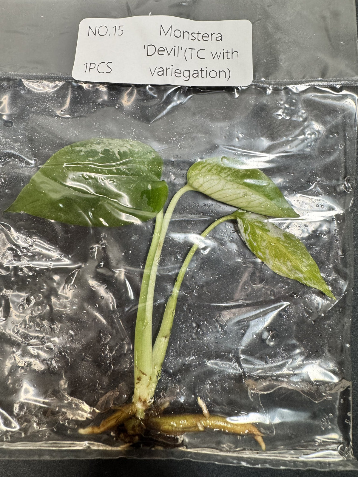 Monstera Devil Nr. 15 FoxerasPlants