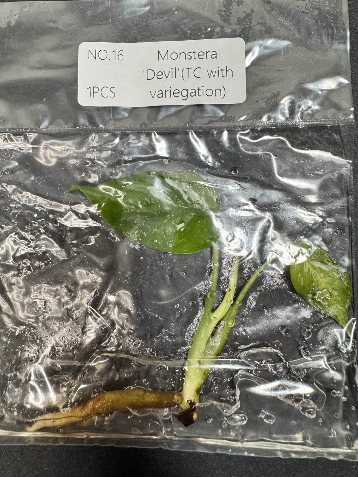 Monstera Devil Nr. 16 FoxerasPlants