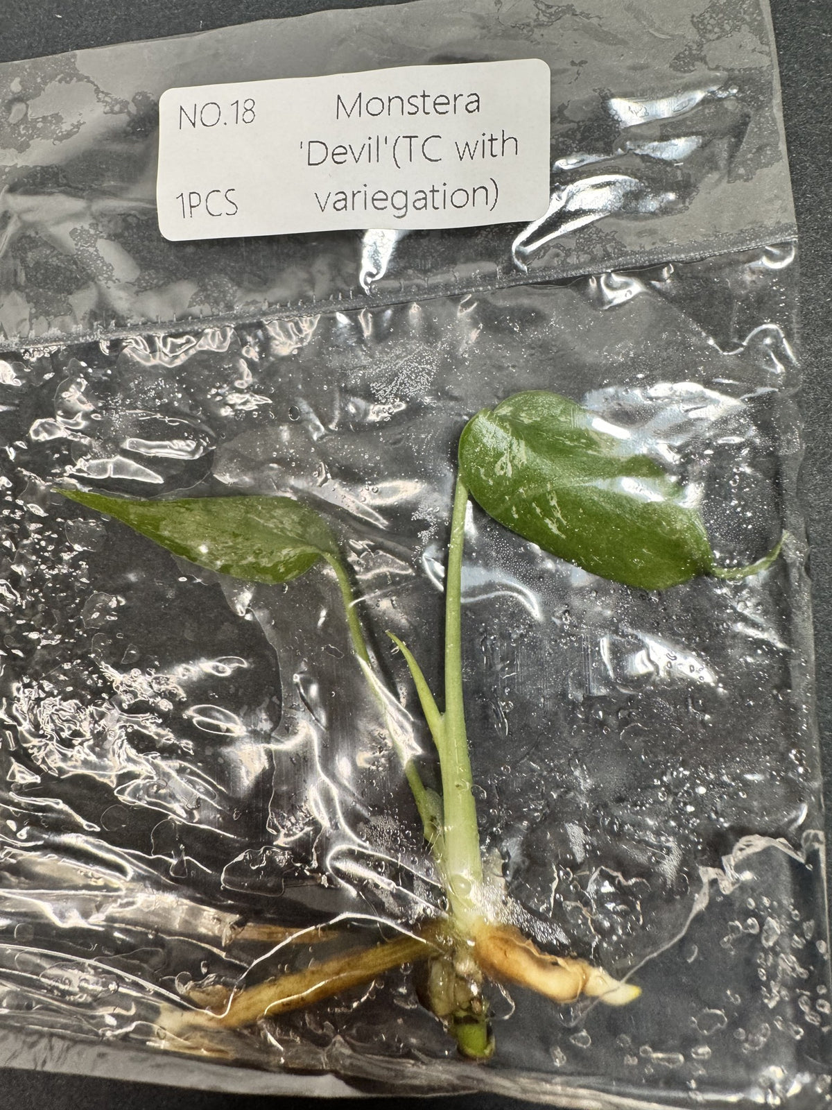 Monstera Devil Nr. 18 FoxerasPlants