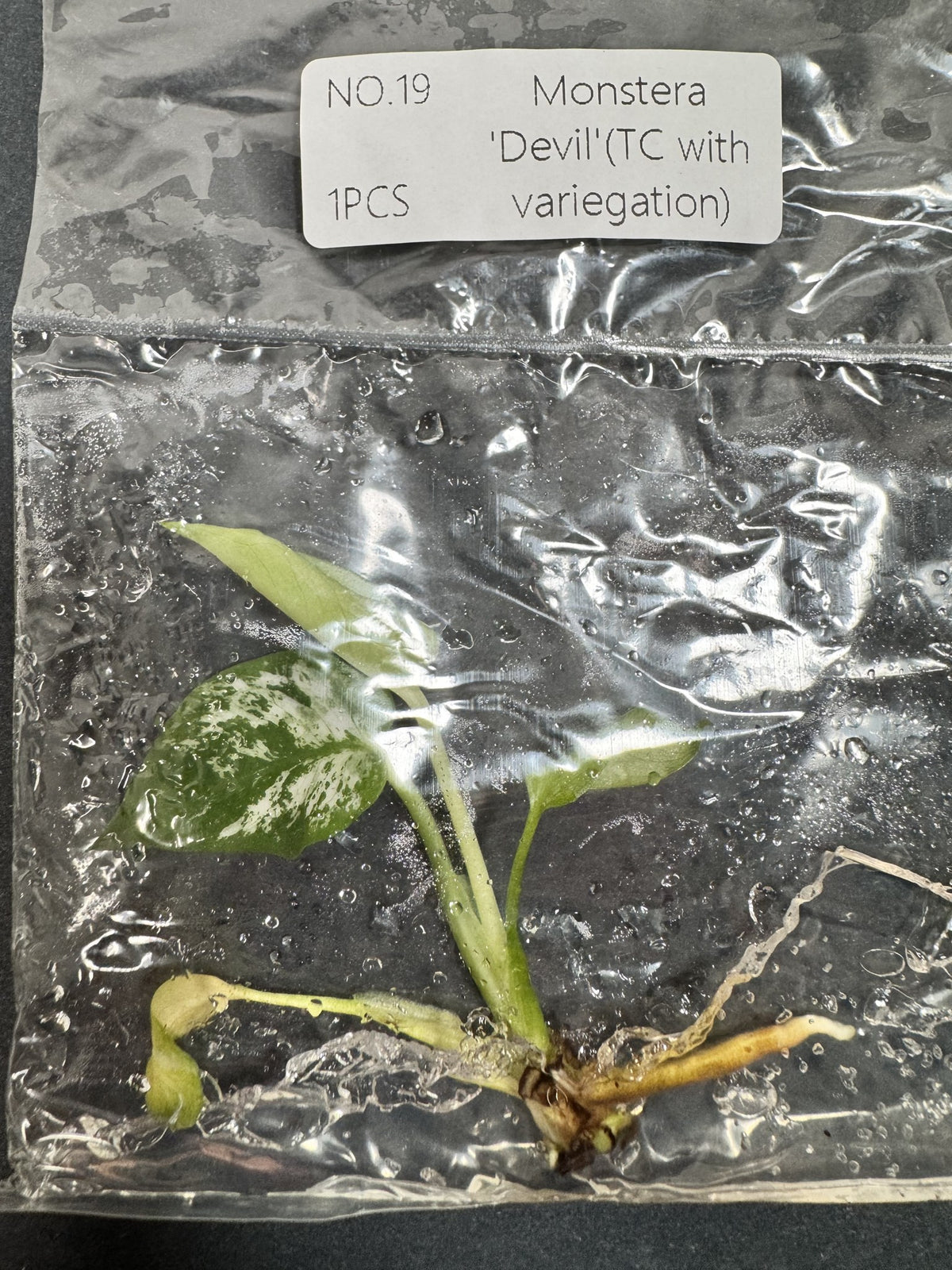 Monstera Devil Nr. 19 FoxerasPlants
