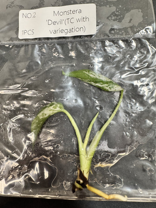 Monstera Devil Nr. 2 FoxerasPlants