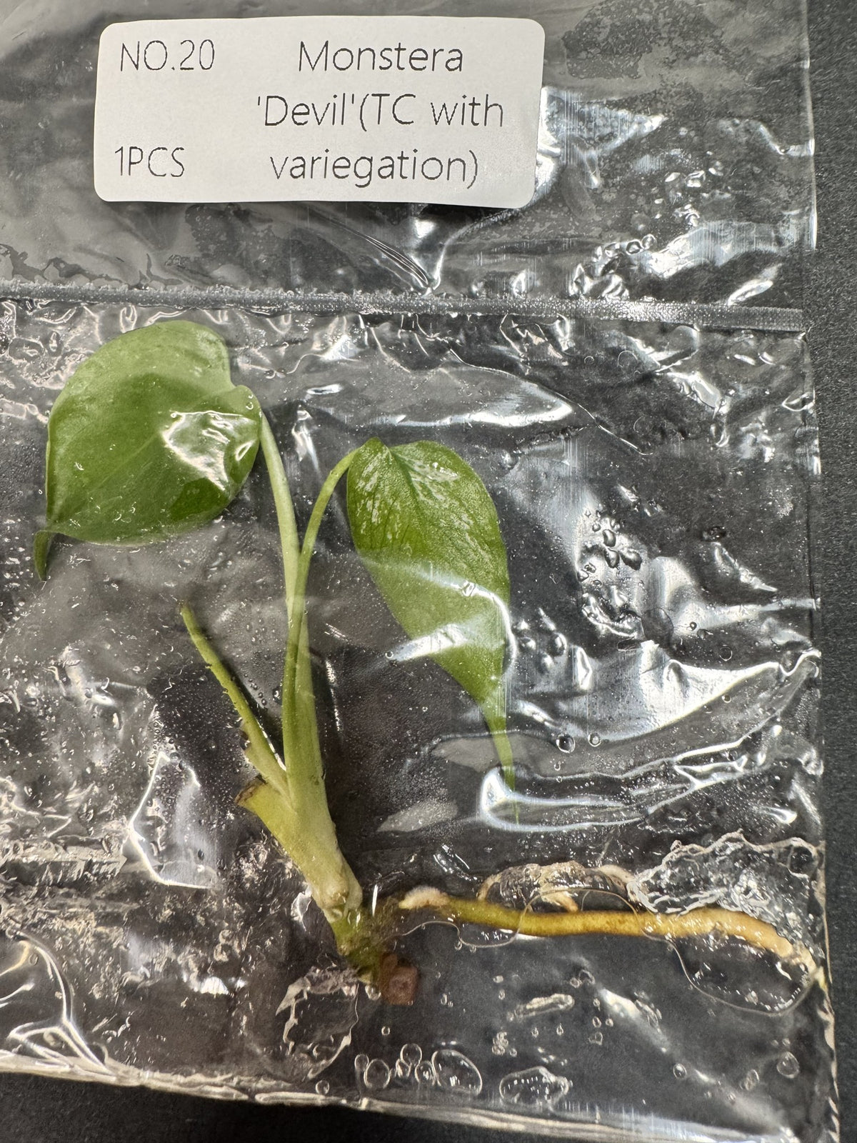 Monstera Devil Nr. 20 FoxerasPlants