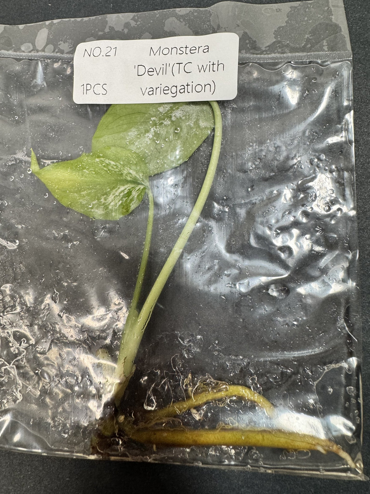 Monstera Devil Nr. 21 FoxerasPlants