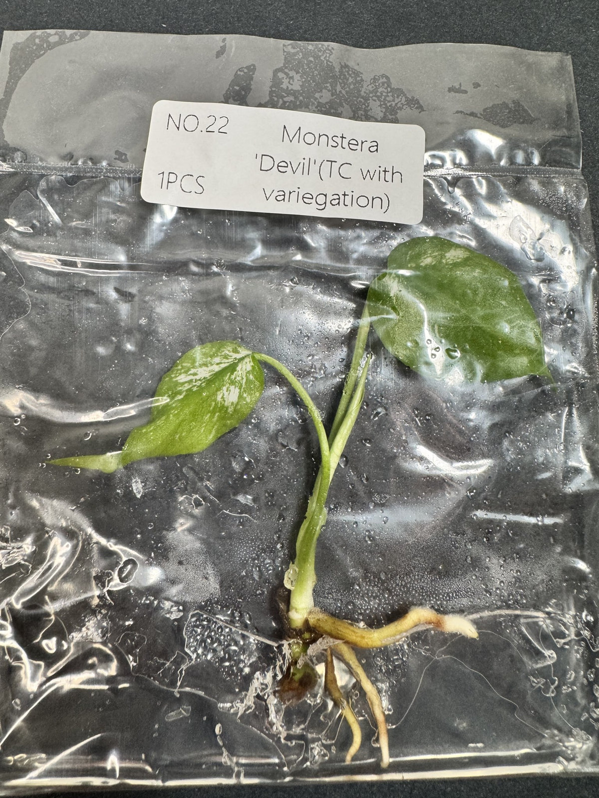 Monstera Devil Nr. 22 FoxerasPlants