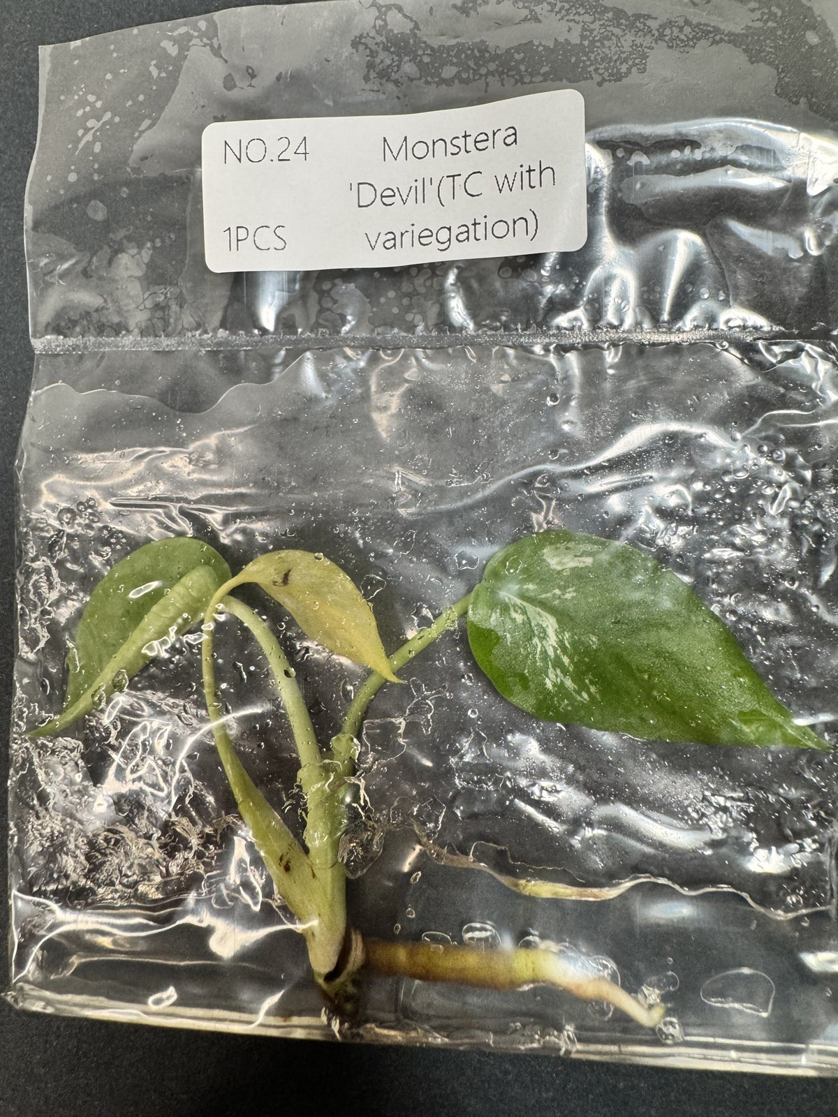 Monstera Devil Nr. 24 FoxerasPlants
