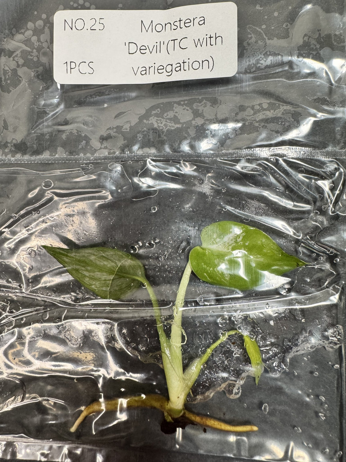 Monstera Devil Nr. 25 FoxerasPlants