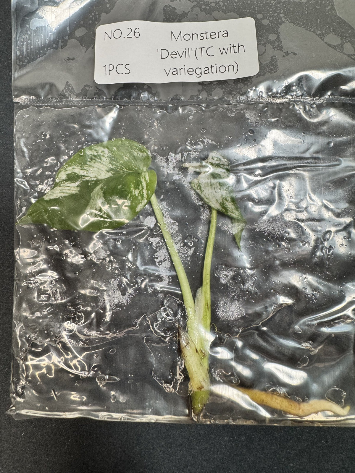 Monstera Devil Nr. 26 FoxerasPlants