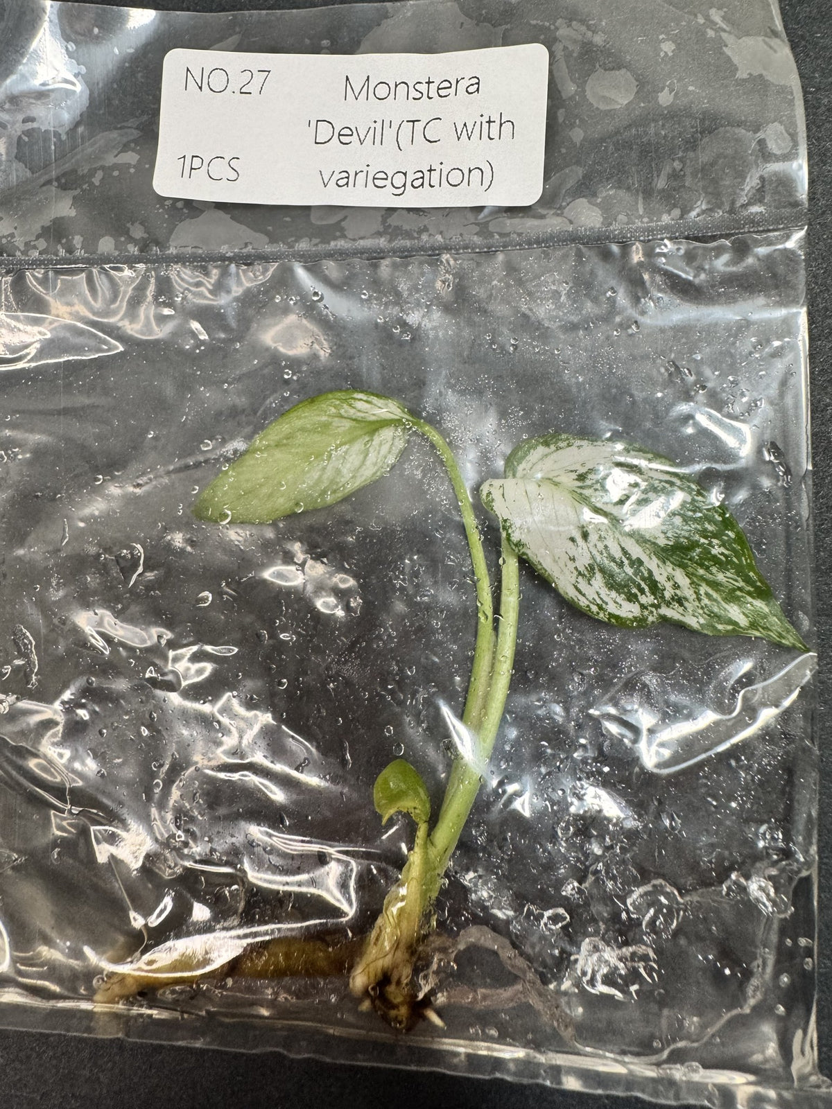 Monstera Devil Nr. 27 FoxerasPlants