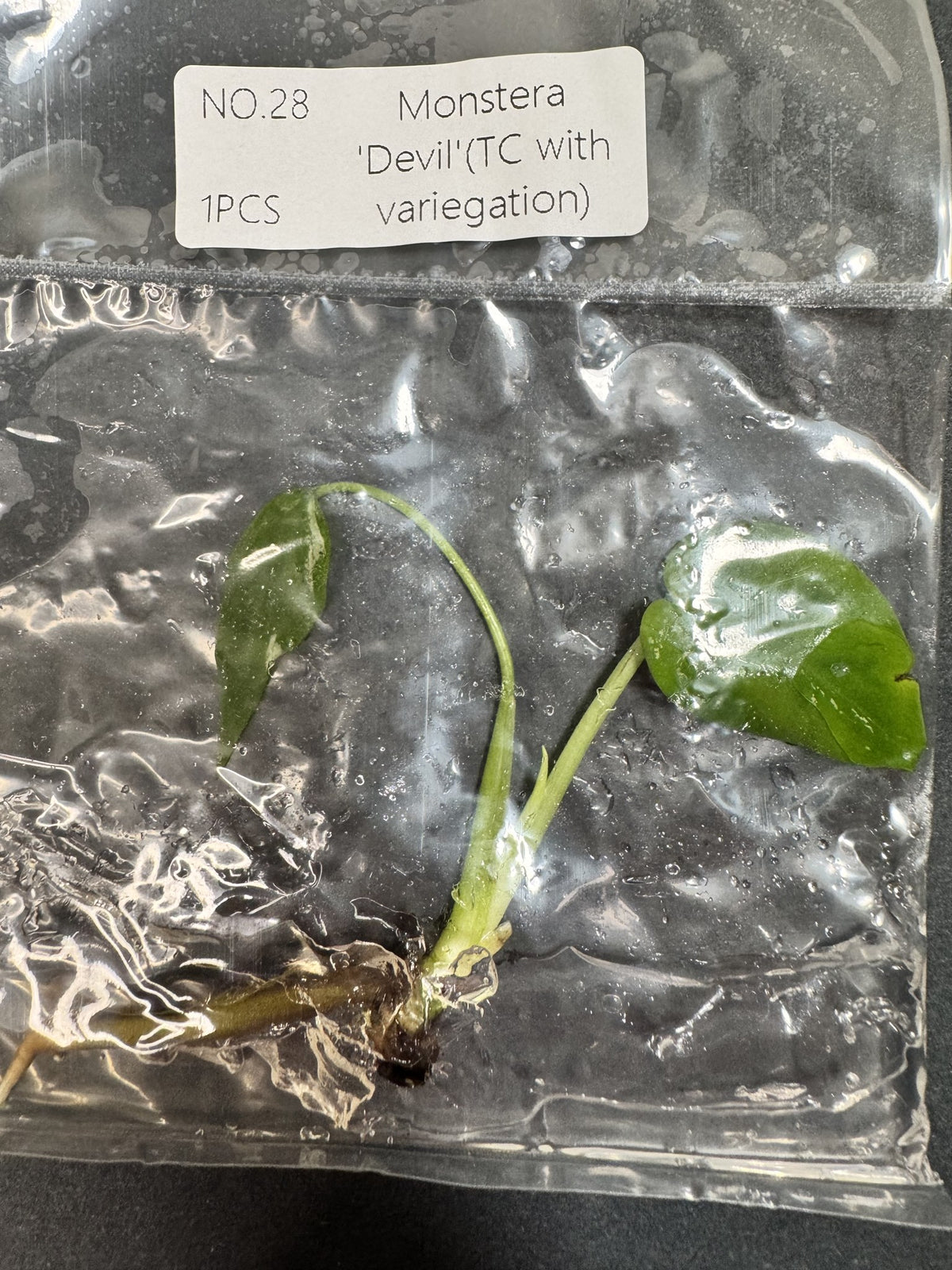 Monstera Devil Nr. 28 FoxerasPlants
