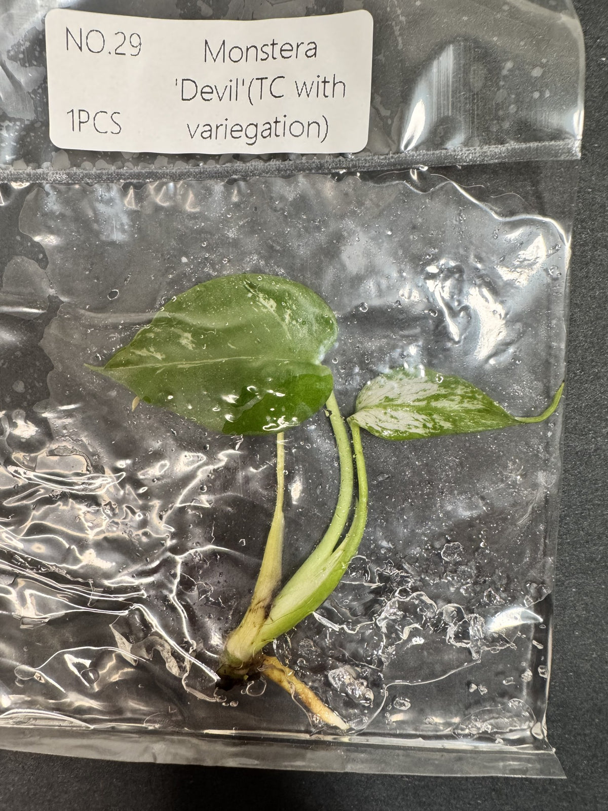 Monstera Devil Nr. 29 FoxerasPlants