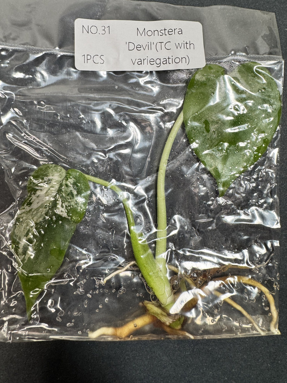 Monstera Devil Nr. 31 FoxerasPlants