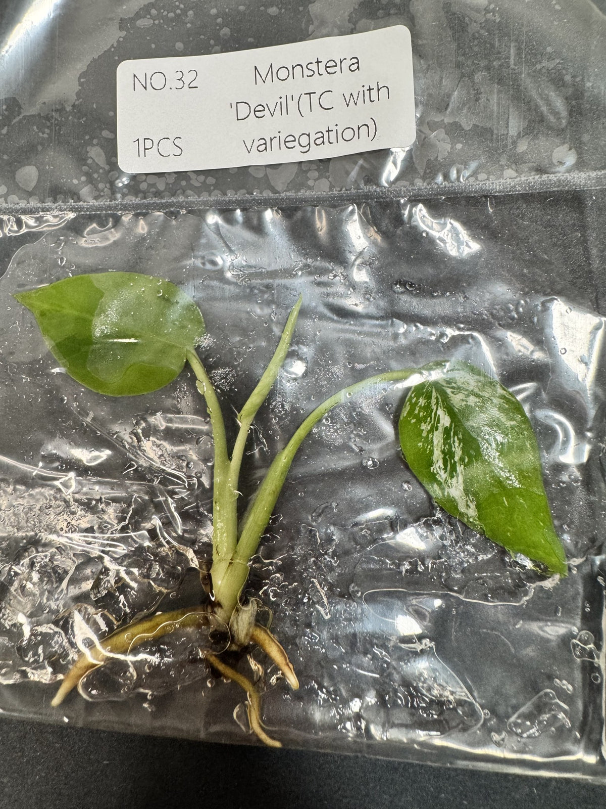 Monstera Devil Nr. 32 FoxerasPlants
