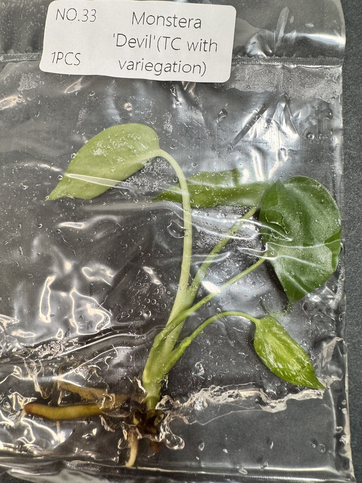 Monstera Devil Nr. 33 FoxerasPlants