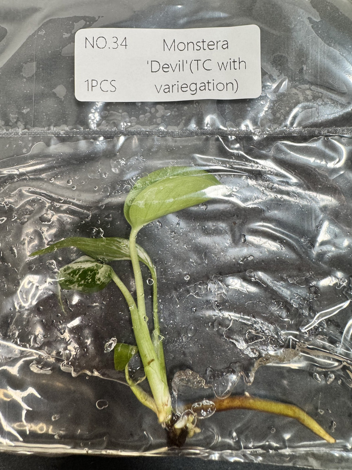 Monstera Devil Nr. 34 FoxerasPlants