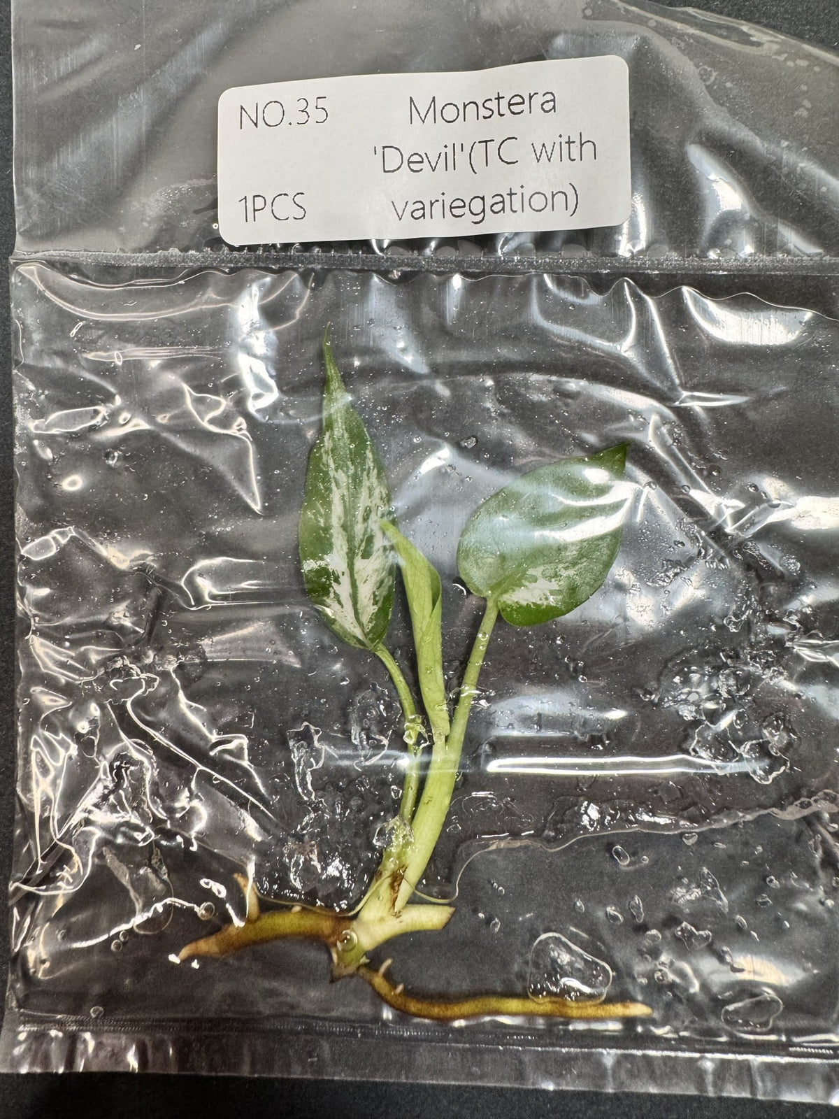 Monstera Devil Nr. 35 FoxerasPlants